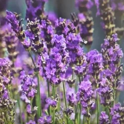 lavender