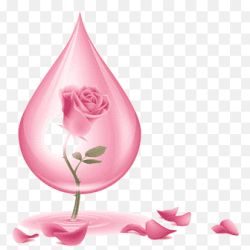 png-clipart-rose-water-rose-oil-skin-care-rose-cosmetics-oil-thumbnail